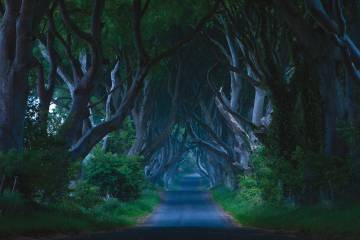 Dark Hedges 2