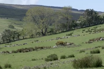 Irish Wooodland