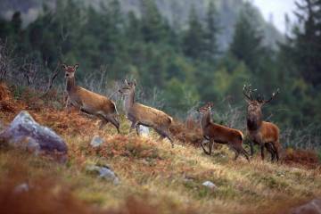 Medium Red Stag Rutting Season315 July 2013 72