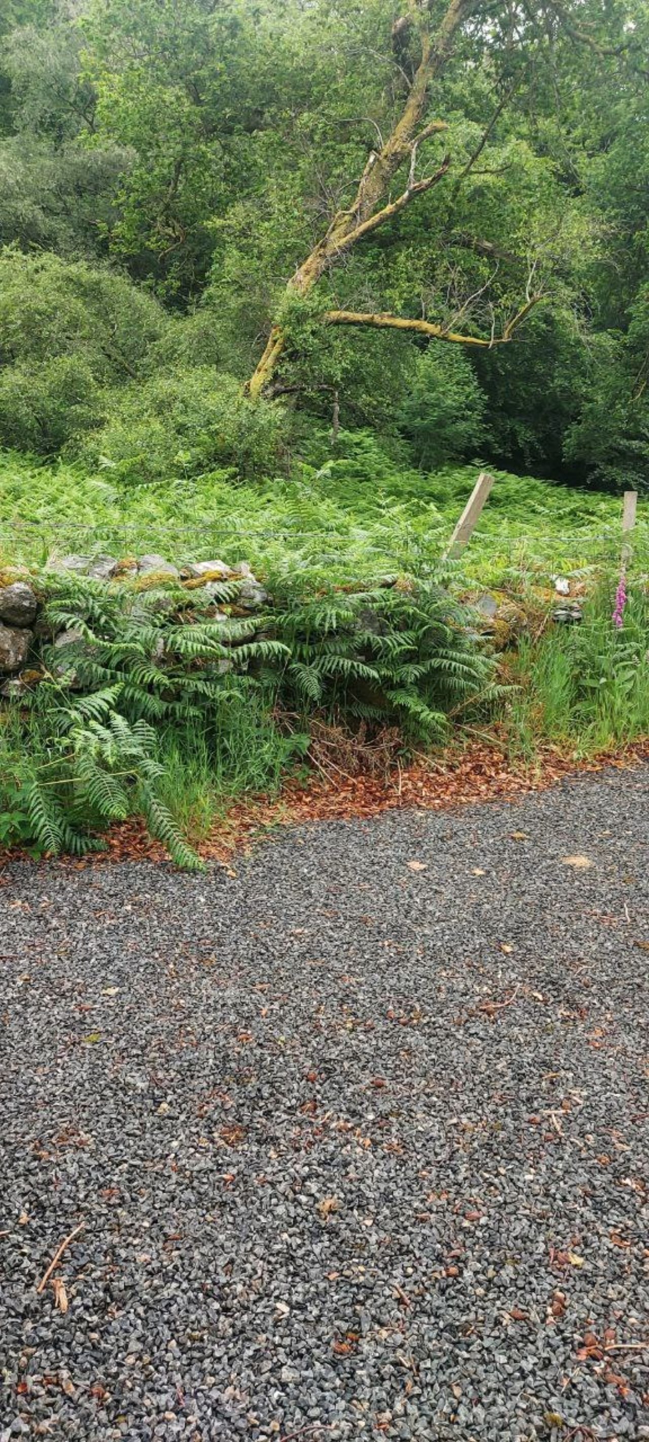 Radio Ulster